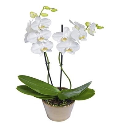  Bucak Çiçekçiler İkili Beyaz Orkide