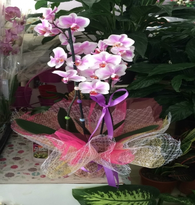 Bucak Çiçekçi Çift Dallı Pembe Orkide