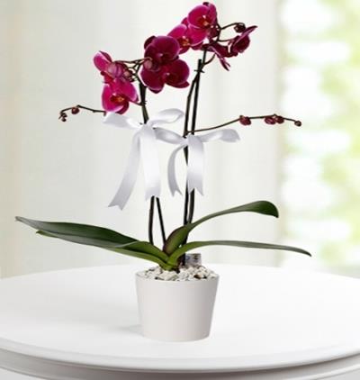  Bucak  Çiçek Asaletin Simgesi Mor Orkide